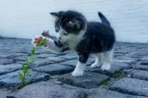 植物を触るネコ