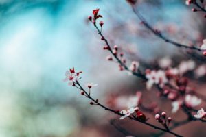 桜のつぼみ