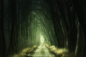 暗い林道